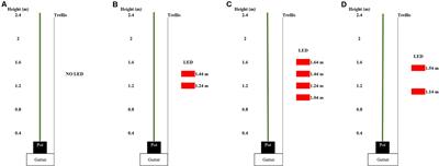 LED Intercanopy Lighting in Blackberry During Spring Improves Yield as a Result of Increased Number of Fruiting Laterals and Has a Positive Carryover Effect on Autumn Yield